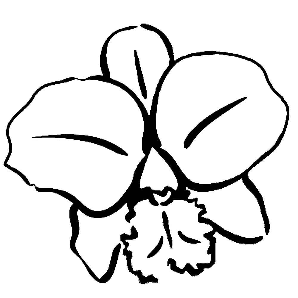 Шаблон для росписи Орхидея